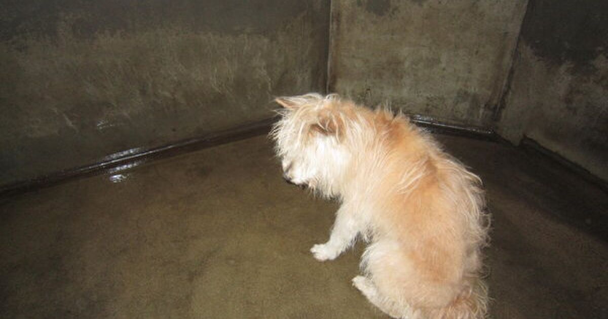 福岡県 収容中の迷い犬 迷い猫 13 02 25 現在 Togetter