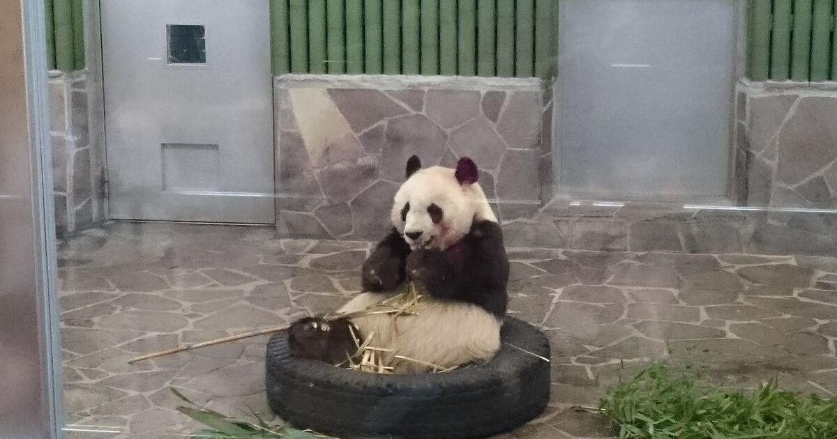 上野と和歌山のパンダが話題ですが ここで神戸市立王子動物園の並ばずに会えるパンダ タンタン を見てみましょう Togetter