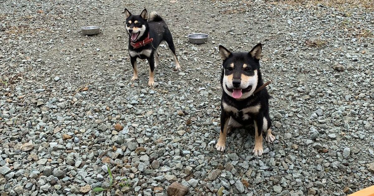 え お前 誰 蜂に刺されて顔が別人になってしまった犬 かわいそうだけど思わず笑ってしまうと話題 Togetter