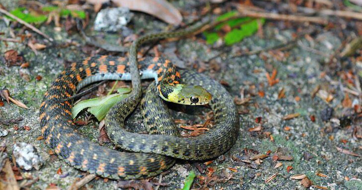 小学生の毒蛇ヤマカガシ持ち帰り事件が話題 昔 息子がヤマカガシに噛まれて大事になったマンガ のインパクトはヤバい Togetter