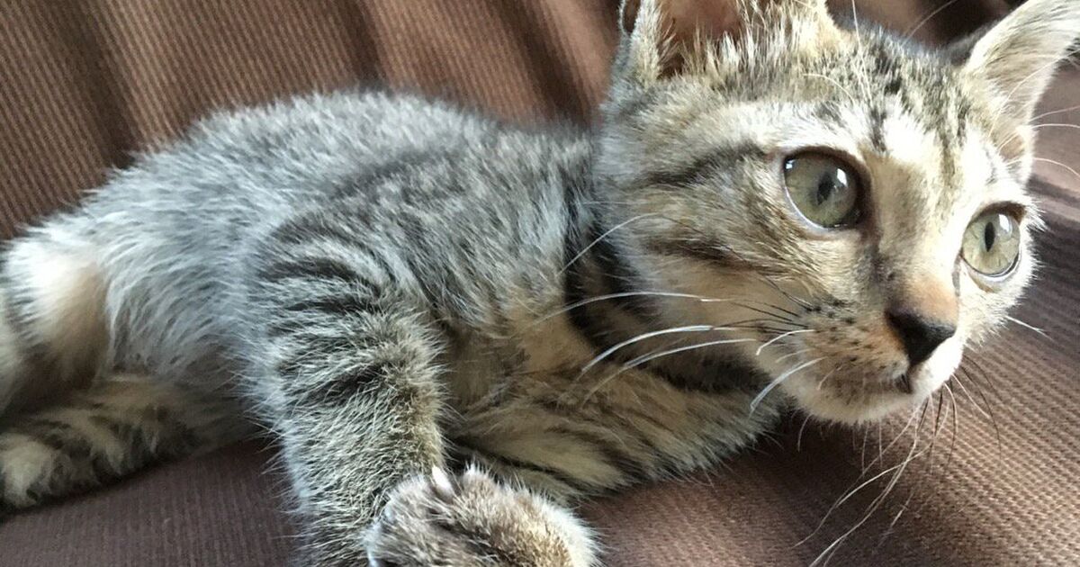 こんな時なので ただ癒される猫画像まとめをまとめてみた Togetter