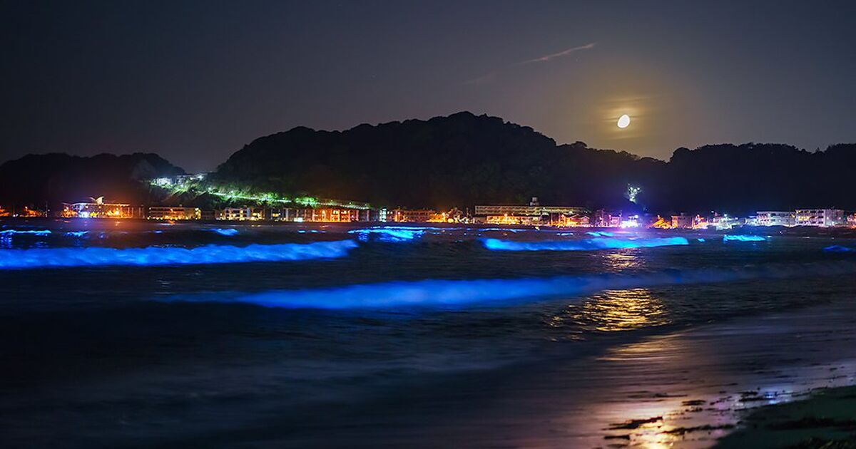 海のオーロラ 鎌倉の蒼く光る海 夜光虫 Togetter