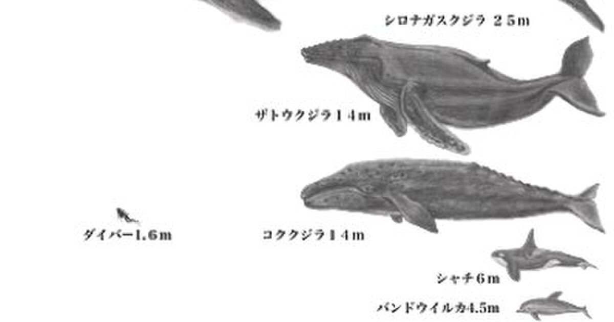 シロナガスクジラ の大きさは 舌の重さが象１頭分 心臓は自動車並み 尾びれは飛行機くらい 血管の太さは中で人間が泳げる Togetter