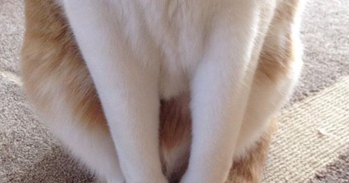 寒さ対策かな ねこちゃんの しっぽマフラー がかわいい トゥギャッチ