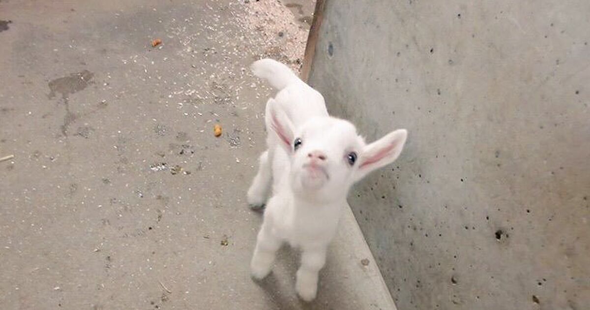まるでハイジのユキちゃん 3頭の生まれたての真っ白な子ヤギがモフモフかわいい トゥギャッチ