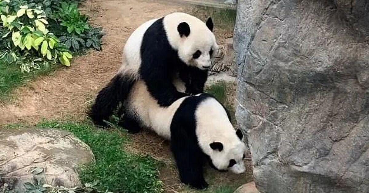 10年間交尾を避けてきたパンダ 来園客がいなくなってプレッシャーから解放され ケージに閉じ込められて他にやることもないからか とうとう交尾 Togetter