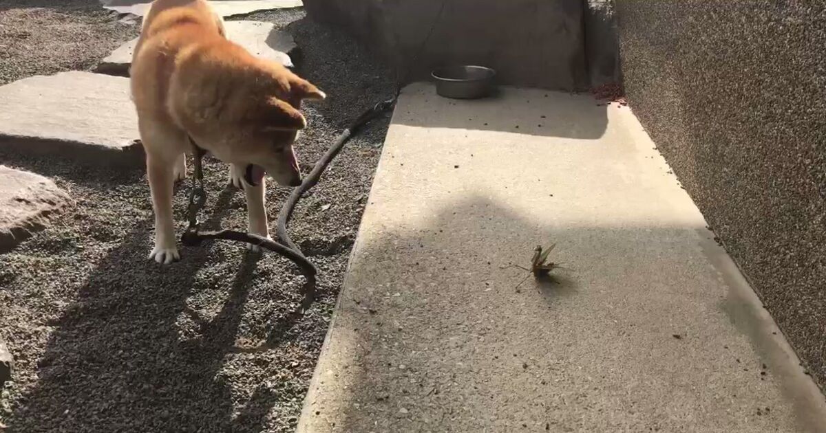 犬vs カマキリが全力で威嚇 にらみあう両者の迫力がすさまじい トゥギャッチ