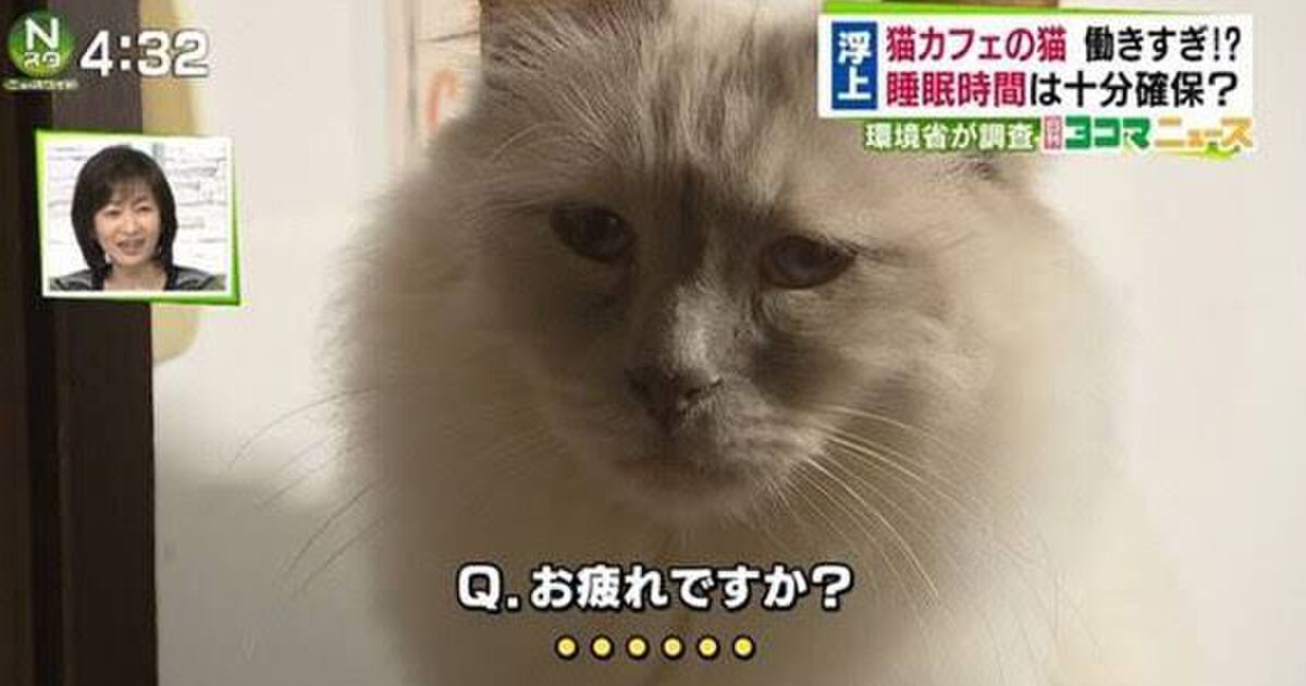 コロナばっかりじゃなくてさ 猫カフェのヌコにインタビューみたいなニュースだけ増えてくれればいいのにってお話 Togetter