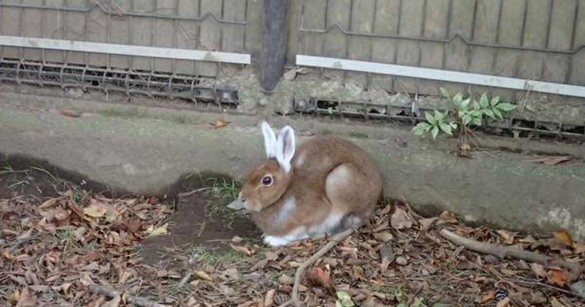 ウサギがウサ耳を装着 耳だけ冬毛になったトウホクノウサギがかわいい トゥギャッチ