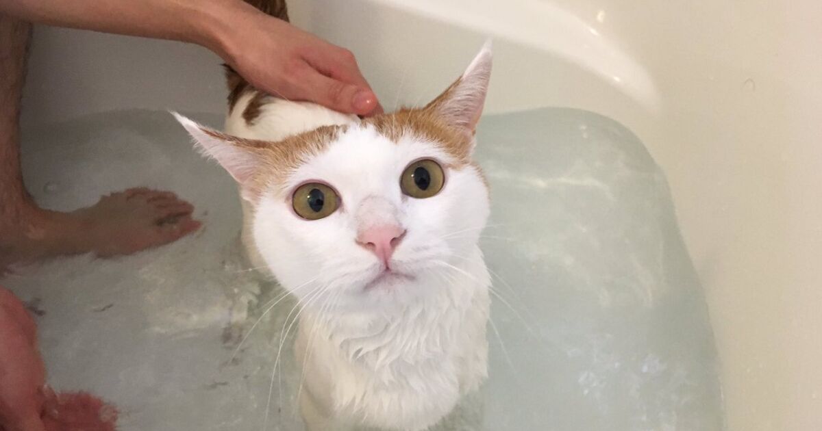 お風呂に入れられているとき 飼い主に写真を撮られていることに気づいた猫さんの表情にじわる トゥギャッチ