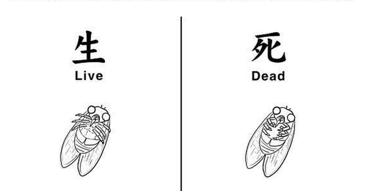 セミ嫌いの私のために セミの死体を毎日チェックしてくれる大家の婆さんの言葉 に軽く興奮した 殺し屋みたい セミの見分け方も Togetter