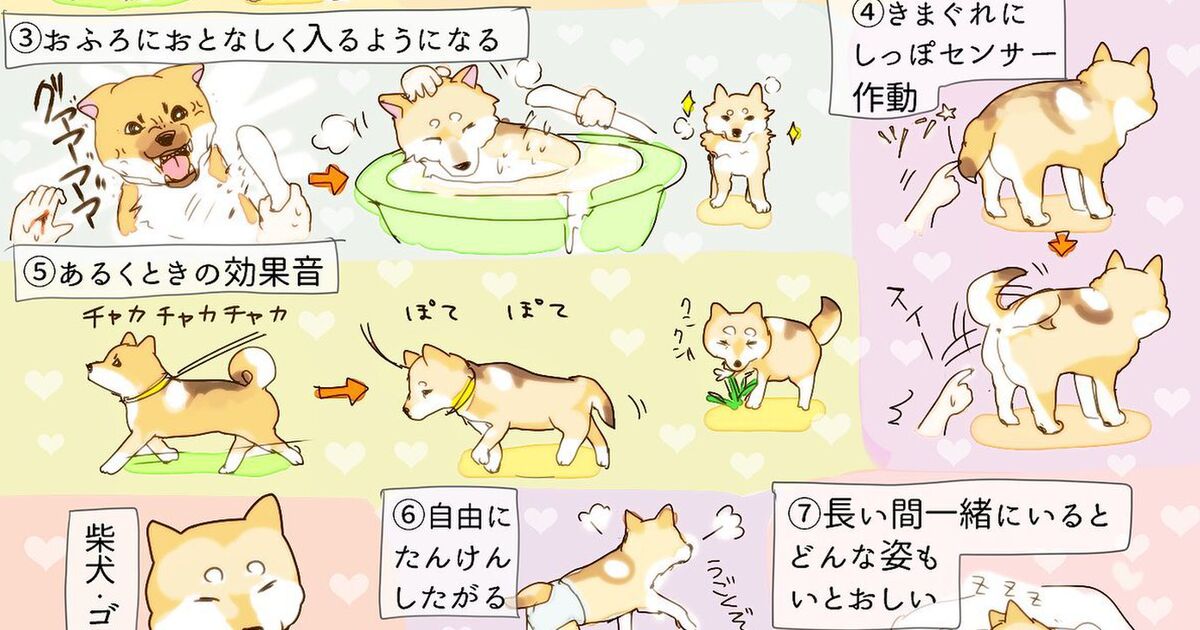 ペットはいくつになってもかわいい 老犬の魅力に共感の声続出 トゥギャッチ