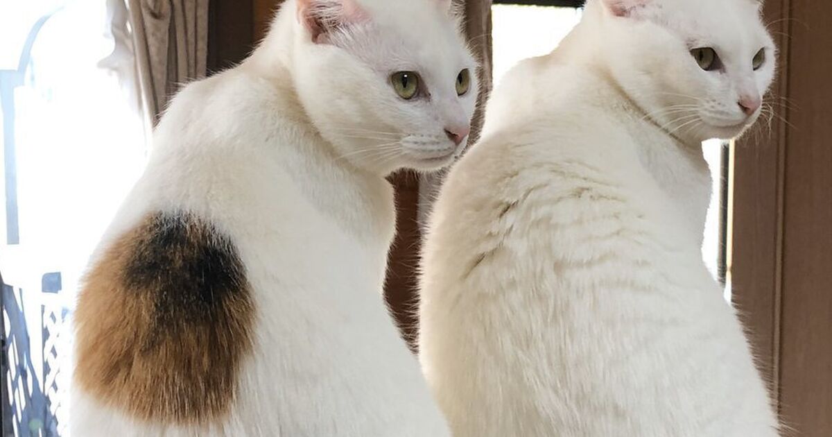ダンボールに入った 絵に書いたような捨て猫 から 重量系女子 に成長した猫姉妹が美しい トゥギャッチ