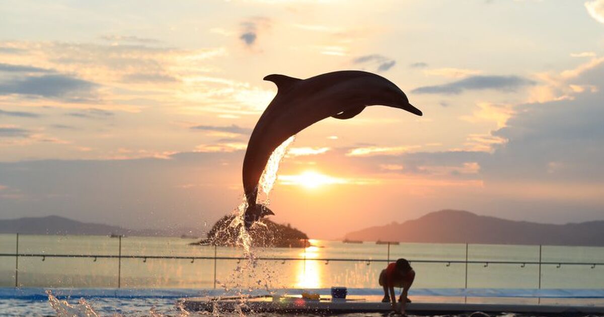 四国水族館で ラッセン の絵みたいなん撮れた 今のラッセン 水の滴るとことか書かないからラッセンよりもラッセンらしい Togetter