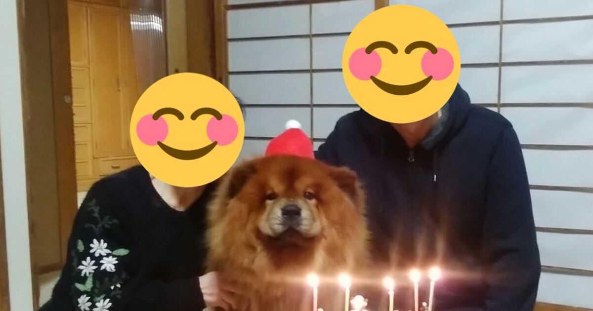 祝 2歳 家族に誕生日を祝われて誇らしげな実家のイッヌに激しくほっこりする トゥギャッチ