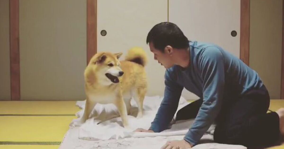 柴犬がひたすら布団敷きを邪魔してくる 動画がかわいすぎて許せちゃう トゥギャッチ