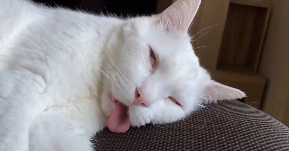 白目 舌出し 猫さんのリラックスしまくった寝顔が味わい深くてかわいい トゥギャッチ