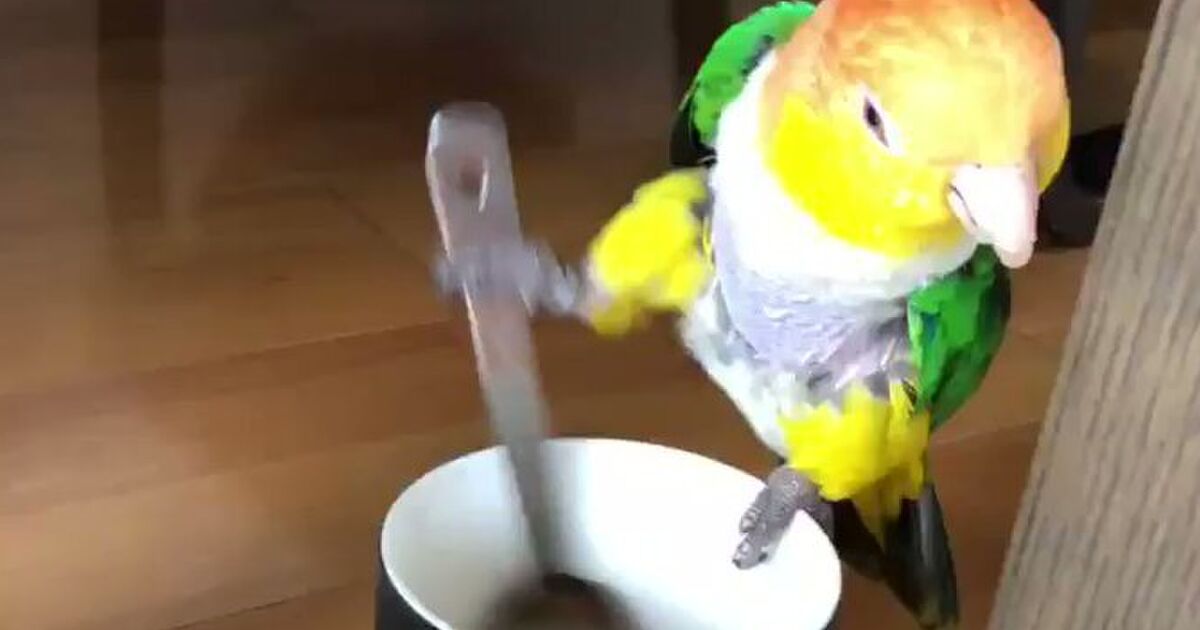 すばらしい脚さばき コップの中身をかき混ぜてくれるインコさんがサービス精神おう盛でかわいい トゥギャッチ