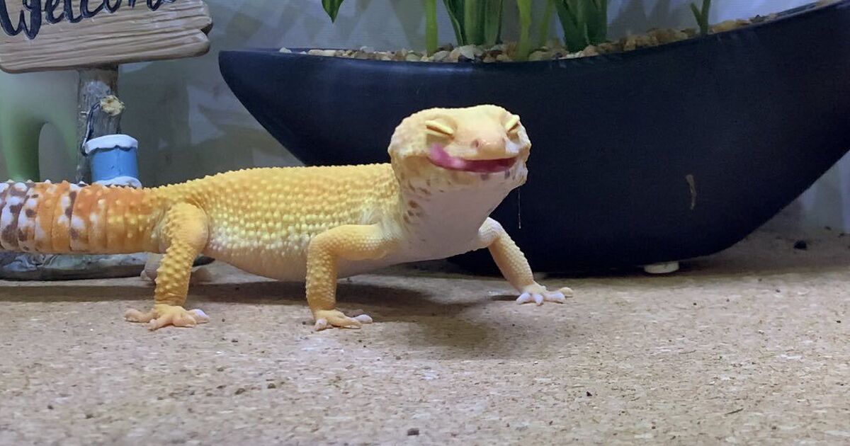 ごはんを食べてニコニコ笑顔 鼻歌が聞こえそうなほどご機嫌なヒョウモントカゲモドキに癒やされる トゥギャッチ