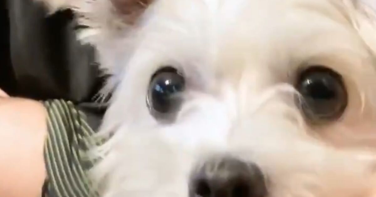 お手 のかけ声で手もアゴも乗せちゃうワンちゃんがかわいすぎて間違えてても許しちゃう トゥギャッチ