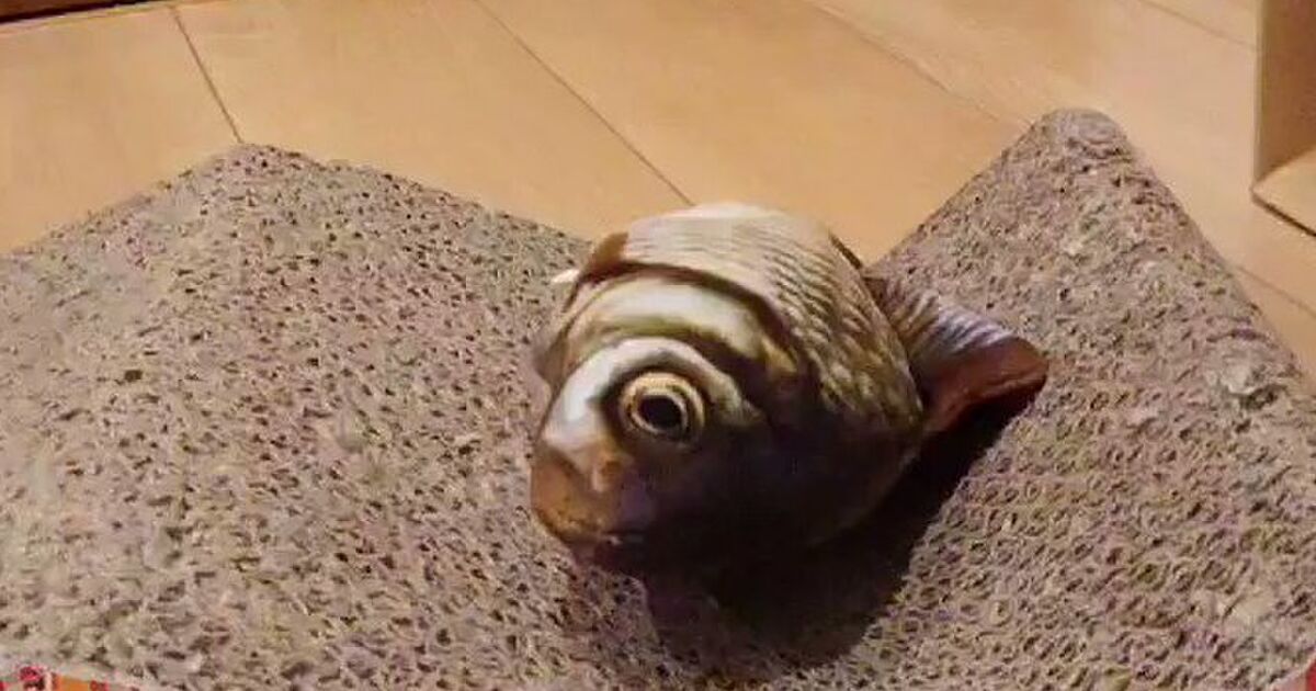 バタバタ動くやたらリアルな魚のおもちゃを猫さんに見せてみたら ドアの隙間からじっと見つめたまま固まってしまった Togetter