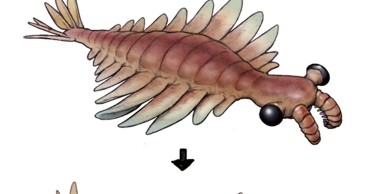 古生物 アノマロカリス の復元図が最近微妙にアプデされたらしく かっこいい 強化型かな などの声 Togetter