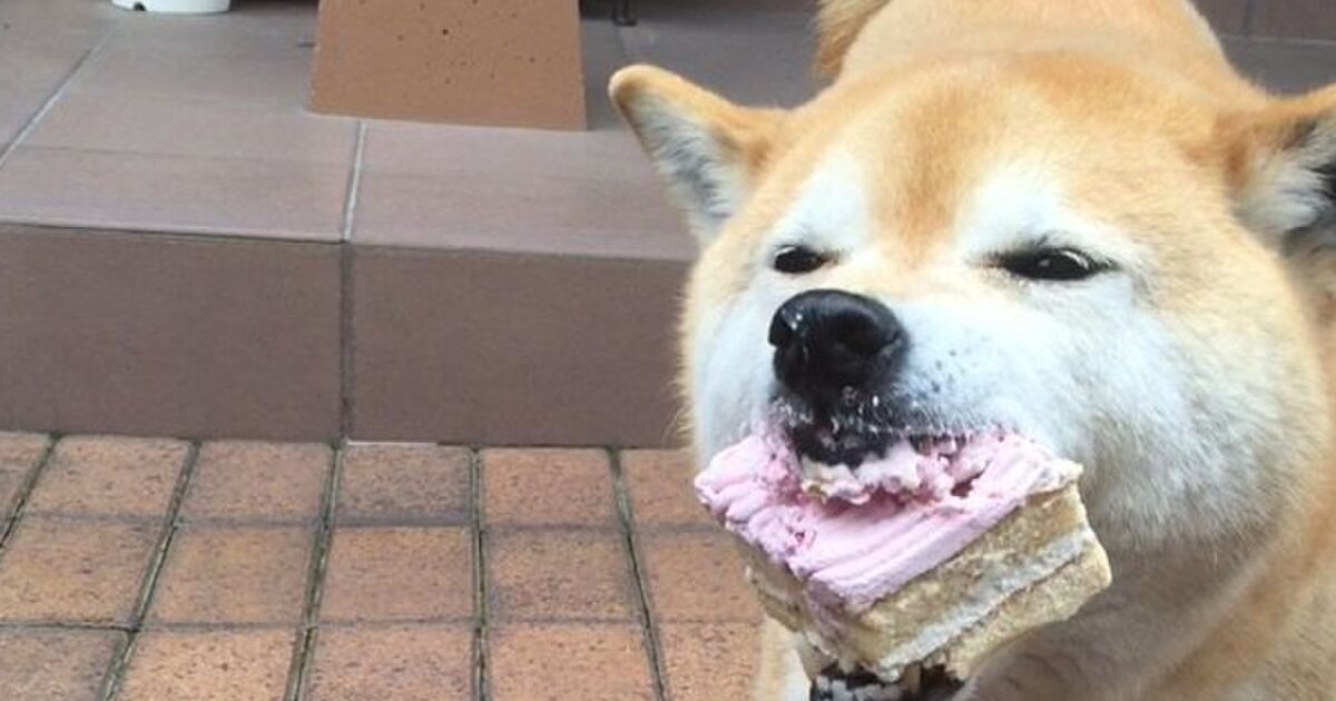 誕生日ケーキを頬張ってご満悦な柴犬がかわいすぎる トゥギャッチ