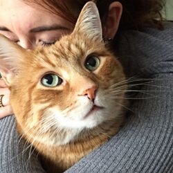 茶トラ猫が英語圏で Ginger Cat 生姜猫 と呼ばれる理由がわかる