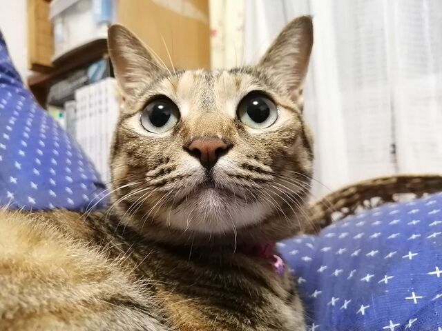 猫のあの髭のぷっくりした所はウィスカーパッドっていう名前で敏感なんですって からのネコ画像祭 Togetter