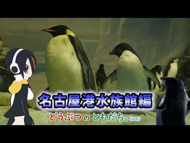 産経フォトのペンギン写真 喧嘩によって額の毛を眉毛にされてしまったアデリーペンギン に何らかの賞をあげてくれ 最優秀ぴえんペン Togetter