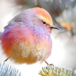 姉が深刻そうに シマエナガの次にくる野鳥は フジイロムシクイ だと思うの って言ってくる カラフルな綿菓子感 ゲーミングシマエナガ Togetter