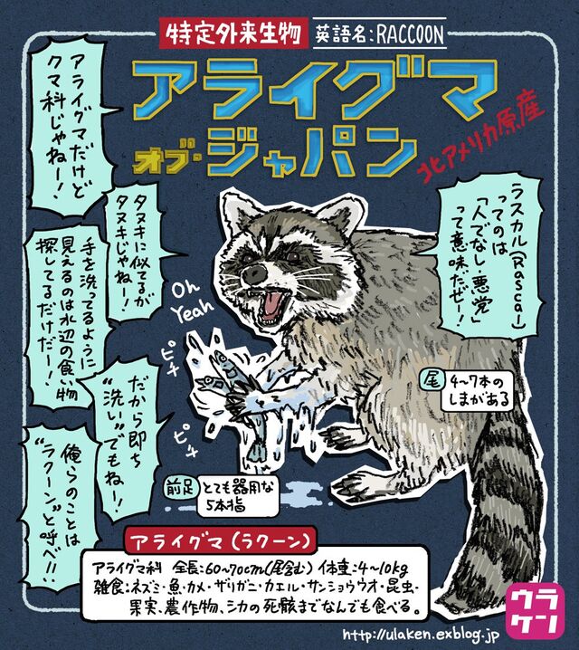 赤坂アライグマ騒動で出た アライグマを山に返したい 要望の問題点8つへの指摘がもはや美しい Togetter