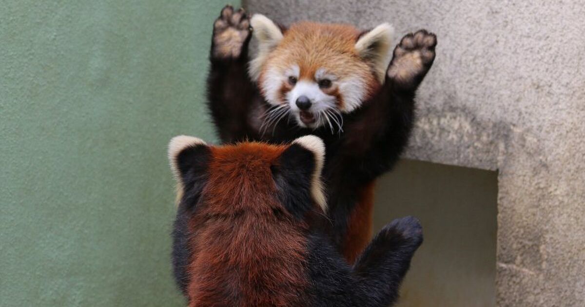 レッサーパンダの威嚇が可愛すぎる！！「抱っこしてくれアピールにしか見えない」 Togetter