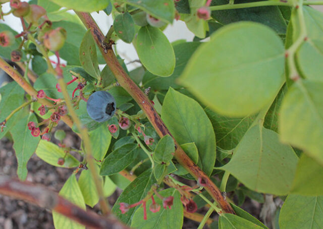 庭師king ヒラサワの切なる悩み Togetter