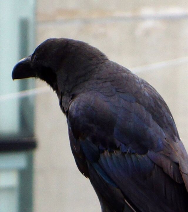 なかなか気づけないけどカラスってよく見ると青くてこんなに美しい鳥なんだね というお話 ホントだ真っ黒じゃない Togetter