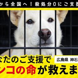 名古屋のふるさと納税で犬の殺処分ゼロ達成 今後は猫も対象に すごい 他の地域でもやってほしい Togetter