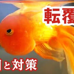 転覆病にかかった金魚を見た息子さんが家中をひっくり返して行った対処が功を奏し無事治った あながち間違いな方法ではないらしい Togetter