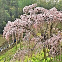 原秀樹、【滝桜】、希少な額装用画集より、美品、新品額装付、インテリア、春、桜 原秀樹、【滝桜】、希少な額装用画集より、美品、新品額装付