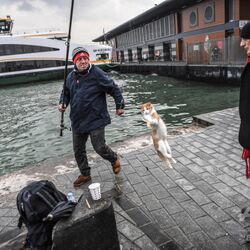 トルコのイスタンブールで釣りをすると見られる光景にメロメロになる人々 釣った魚で猫が釣れるｗ これが本当の泥棒猫 Togetter