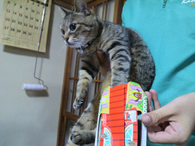 ゴキブリホイホイに引っ掛かった猫の表情がｗｗｗ Togetter