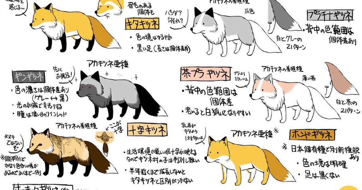 キツネ村に住むフレンズ達をまとめた早見表「わかりやすい！」「こんなに種類があるとは」 - Togetter