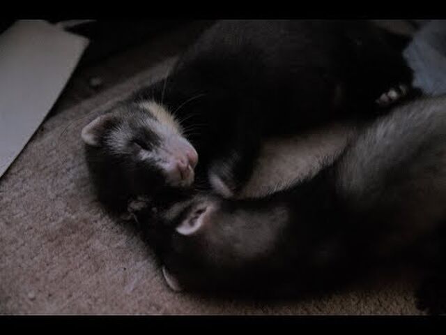 ショップでフェレットをお迎えした飼い主さんが次の日にとった素敵な行動が話題に 理想の飼い主 ハムスターだと注意 Togetter