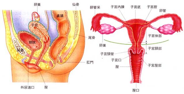有能 Nhk試してガッテンで女性スタッフの 下半身 断面図が放送される これが膣 これが子宮 と話題 Togetter