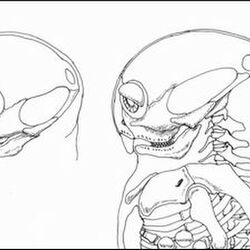 羽毛ティラノサウルスの復元画をどう考えるか Togetter