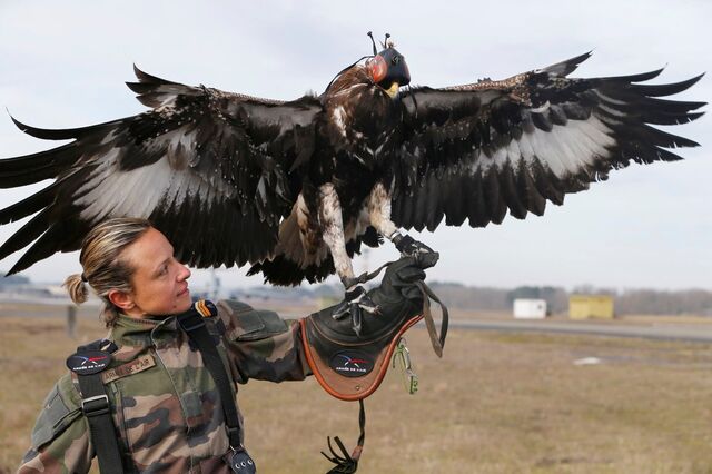 ドローンを狩るべくフランス空軍に属している鷲がカッコ良すぎて悶絶 ほんとに捕まえてる Togetter