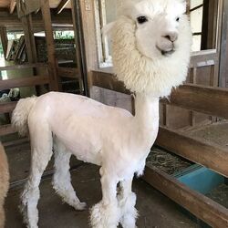 夏の毛刈りで顔だけ残されたアルパカ でっかい手羽先みたい どうやらアルパカ流おしゃれヘアの一種らしい Togetter