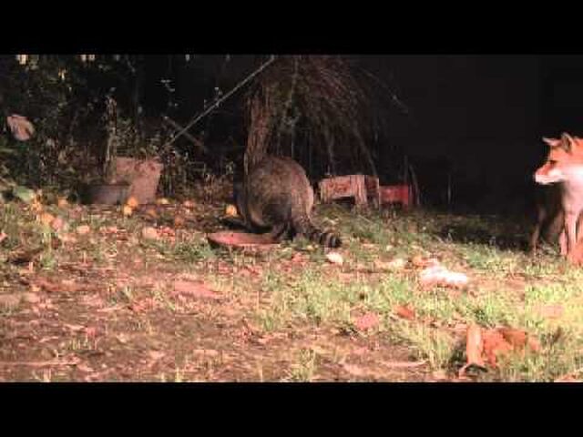 地域猫がいなくなったら 害獣被害が多発するという珍説 猫は捕食者であり 外の動物から狙われる存在でもある Togetter