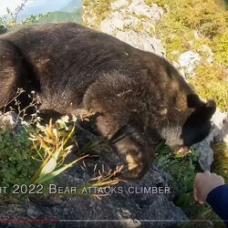 クマが上から飛んでくる衝撃動画 登山中に熊に襲われた Togetter