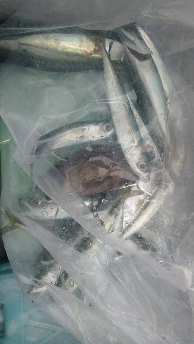 ハオコゼを釣り上げて刺されてしまった一連のまとめ Togetter