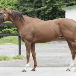 過去いち可愛い名前の馬 ハシルヨミテテが話題に 実況でニッコリしそう 他にもおもろい馬の珍名が続々と発掘される 2ページ目 Togetter